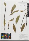 Foto von Salix pentandra L.
